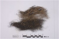 藏品(小孢髮衣屬 )的圖片